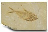 Detailed Fossil Fish (Diplomystus) - Wyoming #333996-1